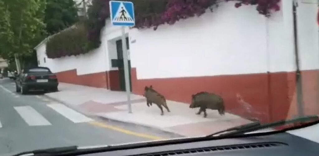 Wild Boar on a Malaga residential street